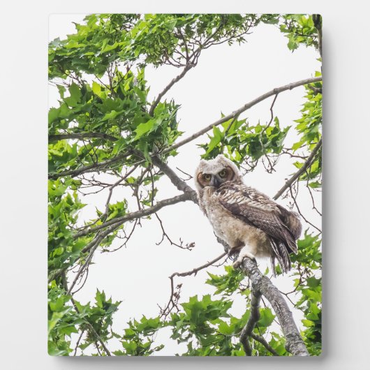 カエデの木の枝の上にフクロウ フォトプラーク (正面)