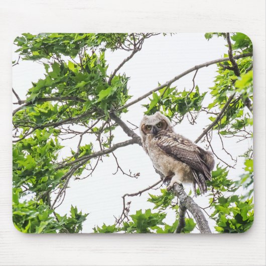 カエデの木の枝の上にフクロウ マウスパッド (正面)