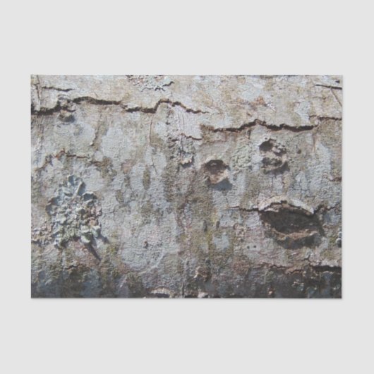 カエデの木の樹皮0041 薄葉紙 (正面)