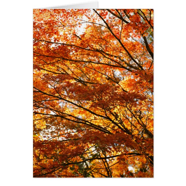 カエデの木の群葉 (正面)