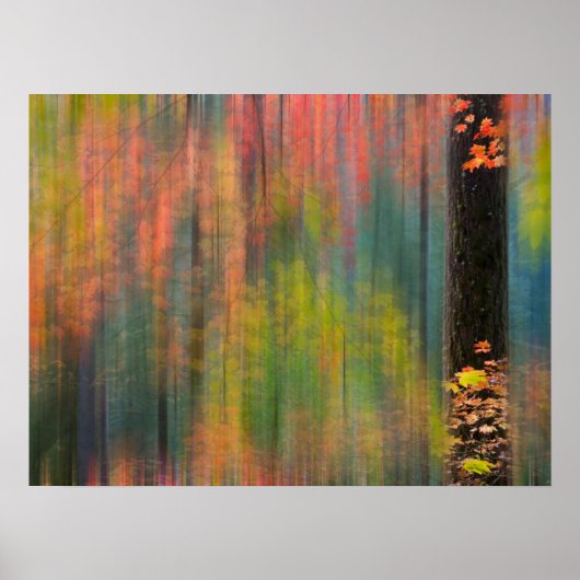 カエデの木 |シルバー秋州パーク ポスター (正面)