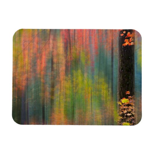 カエデの木 |シルバー秋州パーク マグネット (横)