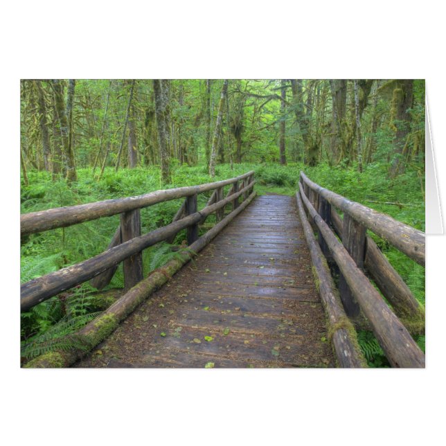 カエデの林道の木橋、シダと (正面横)