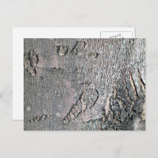 カエデの樹皮 ポストカード (正面/裏面)