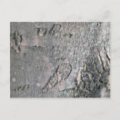 カエデの樹皮 ポストカード (正面)