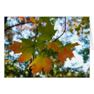 カエデの葉の空白のなカード
