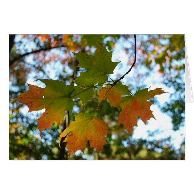 カエデの葉の空白のなカード (正面横)