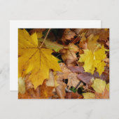 カエデ落ちたル葉イーロー秋自然 (正面/裏面)