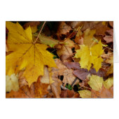 カエデ落ちたル葉イーロー秋自然 (正面横)