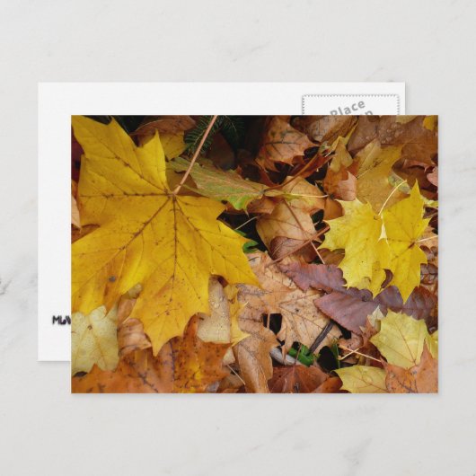 カエデ落ちたル葉イーロー秋自然 ポストカード (正面/裏面)