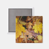 カエデ落ちたル葉イーロー秋自然 マグネット (正面/裏面)