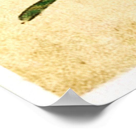 カエルいけな類 ポスター (角)