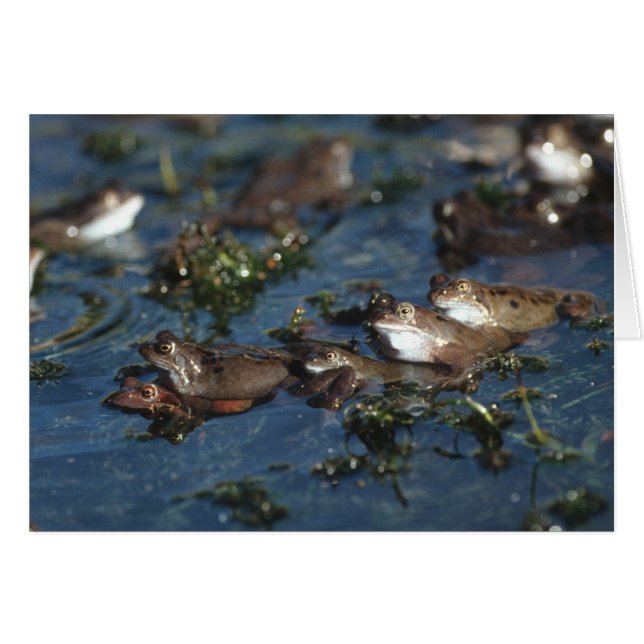 カエルおもしろい (正面横)