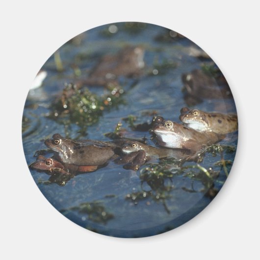 カエルおもしろい マグネット (正面)