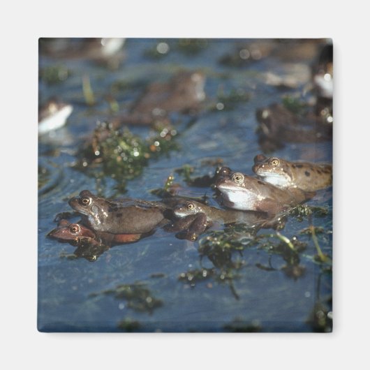 カエルおもしろい マグネット (正面)