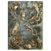 カエルとトートエルンストヘッケルヴィンテージ クリップボード (裏面)