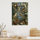 カエルとトートエルンストヘッケルヴィンテージ ポスター (キッチン)