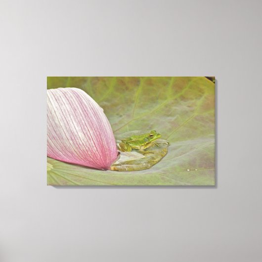カエルとハスの花びら，中国, キャンバスプリント (正面)
