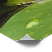 カエルとユリパッド ポスター (角)