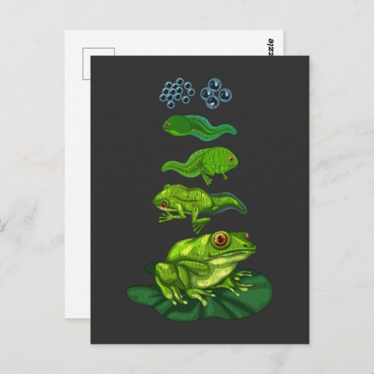 カエルのオタマジャクシ生物変態ライフサイクルアート ポストカード (正面/裏面)