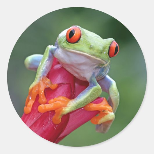 カエルのシール ラウンドシール (正面)