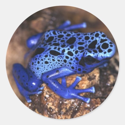 カエルのステッカー ラウンドシール (正面)