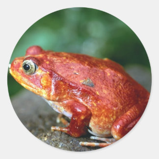 カエルのステッカー ラウンドシール