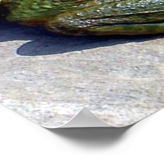 カエルのポスター ポスター (角)