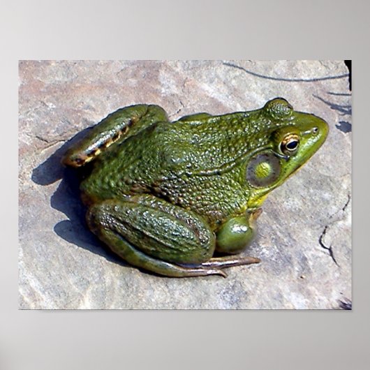 カエルのポスター ポスター (正面)
