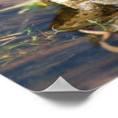 カエルのポスター ポスター (角)