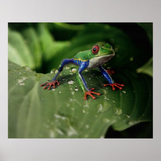 カエルのポスター ポスター (正面)