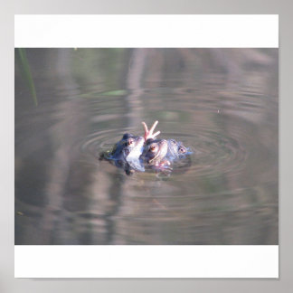 カエルのポスター ポスター