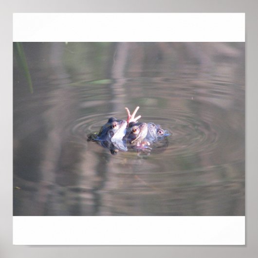 カエルのポスター ポスター (正面)