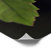 カエルのポスター ポスター (角)