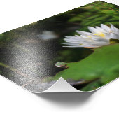 カエルのユリの眺め フォトプリント            (角)