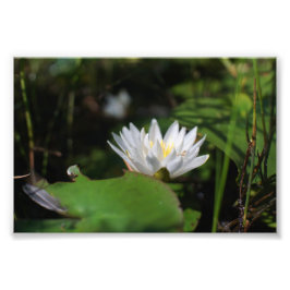 カエルのユリの眺め フォトプリント           