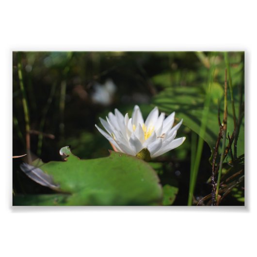 カエルのユリの眺め フォトプリント            (正面)