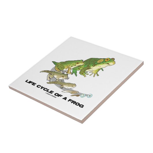 カエルのライフサイクル(卵へのからオタマジャクシカエルへの) タイル (側面)