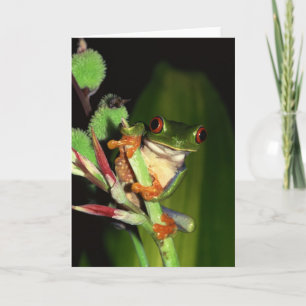 カエルの乳房 カード