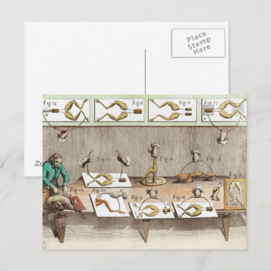 カエルの実験 ポストカード (正面/裏面)