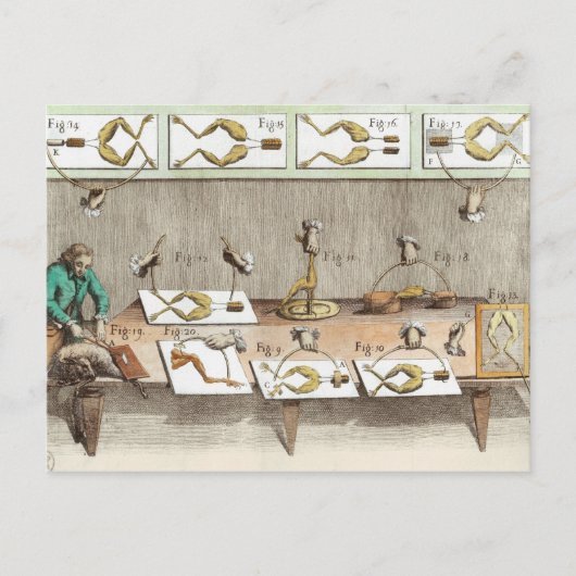 カエルの実験 ポストカード (正面)