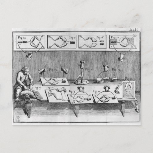 カエルの実験 ポストカード (正面)