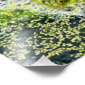 カエルの目 フォトプリント            (角)