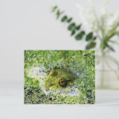 カエルの目 ポストカード (スタンド正面)