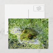 カエルの目 ポストカード (正面/裏面)