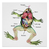 カエルの解剖図 ポスター (正面)