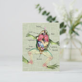 カエルの解剖学イラストレーション ポストカード (スタンド正面)