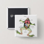 カエルの解剖学イラストレーション 缶バッジ (正面&裏面)