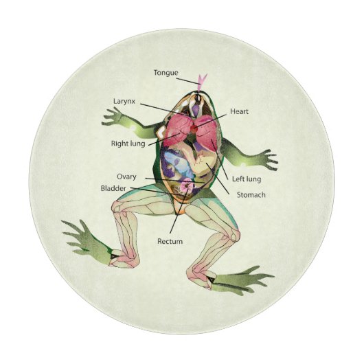 『カエルの解剖学』 カッティングボード (正面)