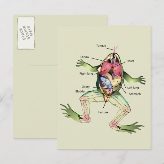 『カエルの解剖学』 ポストカード (正面/裏面)